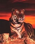 pic for Tiger at sunset